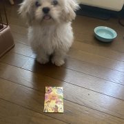 新年おめでとうございます