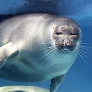 先生お休み