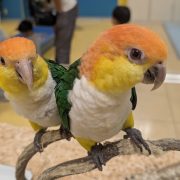 動物ふれあい